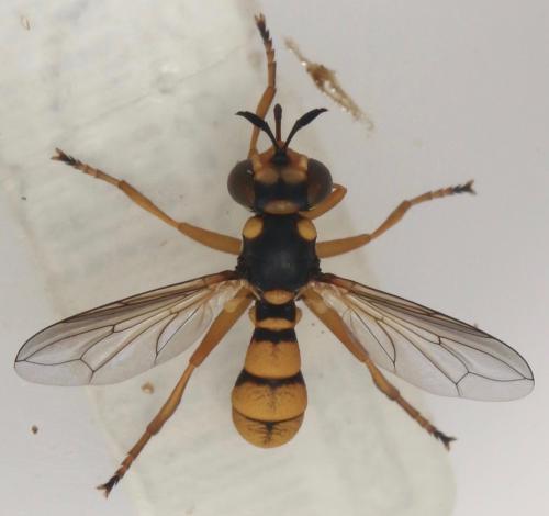 Réf. 327 035 : Conops silaceus